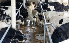 Indonesia thúc ép các doanh nghiệp “tìm” 1 triệu con bò