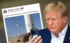Có thật các turbine điện gió giết chết tất cả đại bàng đầu trọc biểu tượng của Mỹ?