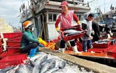 Từ 1-1-2026, 12 nhóm loài thủy sản đánh bắt bằng lưới rê, lưới kéo... không được xuất khẩu vào Mỹ