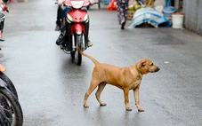 Thiếu niên 14 tuổi mắc bệnh dại sau 1 tháng bị chó cắn