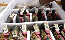 Cua Cà Mau tăng hơn 200.000 đồng/kg trong dịp Tết dương lịch