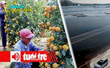 Điểm tin 8h: Thủ phủ quất cảnh Hội An vào vụ Tết; Đại dương hấp thụ lượng nhiệt kỷ lục