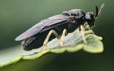 Ong 'toàn cái' từ Đông Á tràn sang Bắc Mỹ, khoa học lo lắng