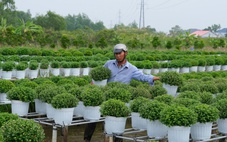 Hoa Tết Sa Đéc gặp lạnh: Cúc mâm xôi chậm nở, nhà vườn lẫn thương lái đứng ngồi không yên