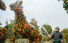 Quýt tạo hình ngựa, quất cổ thụ từ Hưng Yên đi khắp Bắc – Nam dịp Tết 2026