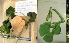 Tại sao ăn hạt cây củ đậu lại có thể gây tử vong?