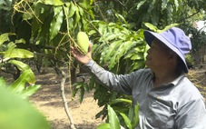 Giá xoài tăng cao dịp cận Tết nhưng nhà vườn vẫn ‘khó lời’