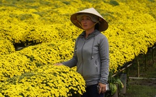 Cúc mâm xôi nở sớm, giá 140.000 đồng/cặp vẫn khó bán