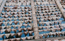 Giá mực khô tăng cao kỷ lục suốt nhiều tháng, ngư dân phấn khởi