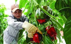 Những loại trái cây giàu vitamin C, chanh không phải là nhất