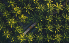 15.000 ha dừa hữu cơ: giải bài toán khó của ngành dừa