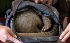 Bẫy được tê tê ở rừng biên giới, mang đi bán thì bị bắt quả tang