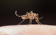 Mất rừng khiến muỗi chuyển sang hút máu người, cảnh báo nguy cơ bùng phát dịch bệnh mới