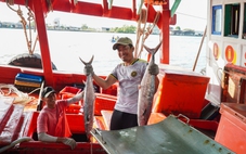 Ngư dân Tây Cà Mau trúng cá biển cuối năm, nhiều tàu thu cả tỉ đồng mỗi chuyến