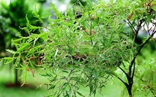 Công dụng bất ngờ của lá đinh lăng đối với sức khỏe