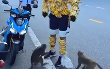 Xác minh 'người chuối' chọc ghẹo khỉ hoang dã trên bán đảo Sơn Trà