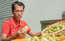 Bỏ phố về quê: Thanh niên 8x kiếm 2 tỉ mỗi năm nhờ cây nhàu trên vùng đất U Minh Hạ