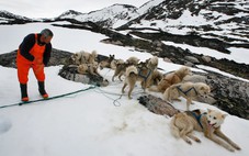 Đặc phái viên của ông Trump bị hủy mời dự cuộc đua xe chó kéo ở Greenland