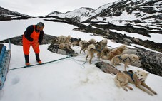 Đặc phái viên của ông Trump bị hủy mời dự cuộc đua xe chó kéo ở Greenland