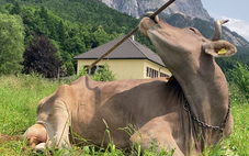 Một con bò biết dùng gậy để gãi lưng, khiến giới khoa học kinh ngạc