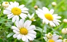 11 thảo dược cải thiện sức khỏe