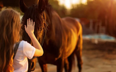 Phát hiện bất ngờ: Ngựa có thể 'ngửi' thấy nỗi sợ của con người