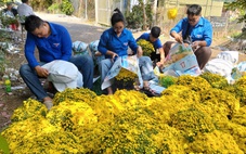 Người trồng cúc mâm xôi ở miền Tây nỗ lực đưa hoa ra chợ Tết sớm