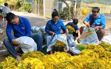 Người trồng cúc mâm xôi ở miền Tây nỗ lực đưa hoa ra chợ Tết sớm