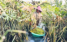 Xã Bình Mỹ, TP.HCM gắn phát triển rau đặc sản với du lịch cộng đồng