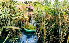 Xã Bình Mỹ, TP.HCM gắn phát triển rau đặc sản với du lịch cộng đồng