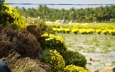 Cúc mâm xôi nở sớm: Người gắng cứu, người nhổ bỏ để 'cắt lỗ'