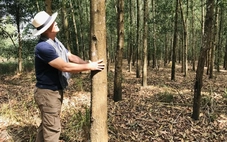 Hãy chăm một cái cây bằng tình yêu