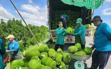 Nông dân phấn khởi, vì giá mít tăng gấp đôi vào dịp cận Tết