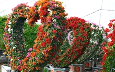 Khách nhộn nhịp săn hoa mùa Tết tại làng hoa giấy Tân Dương