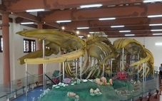 Hai bộ xương cá ông lớn nhất Việt Nam xuống cấp nhanh, rơi rụng như răng ông lão