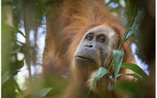 Đười ươi hiếm nhất thế giới bị đe dọa, Indonesia mạnh tay với doanh nghiệp khai khoáng