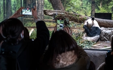 Nhật Bản tiễn những chú gấu trúc cuối cùng