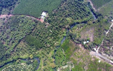 Đồng Nai làm 13km đường trên cao, xuyên rừng Mã Đà