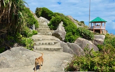 'Hướng dẫn viên 4 chân' nhận 'mưa' đánh giá 5 sao ở danh thắng Mũi Điện