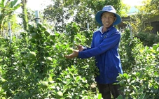 Mâm xôi Hàn Quốc, hạnh chưng Tết hút khách