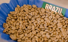 Giá cà phê duy trì đà tăng, nông dân sẽ lại lãi lớn?