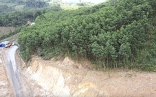 Sau liên tiếp các vụ sạt lở ở miền núi, Đà Nẵng tính chuyển diện tích rừng keo qua rừng gỗ lớn