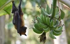 Chuyên gia y tế Việt Nam: Vi rút Nipah không lây kiểu bay xa nhưng chú ý dấu hiệu 'đèn đỏ'