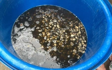 Ăn ốc bươu ngâm với 'thủy tinh lỏng' âm thầm phá cơ thể ra sao?