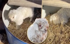 Độc lạ chú cừu con như 'diễn viên Oscar': Giả chết mỗi khi người mua đến gần