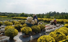 Gần 70% cúc mâm xôi nở sớm đã được tiêu thụ ở Vĩnh Long