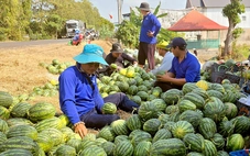 Giá dưa hấu tại An Giang ‘dội chợ’ cận Tết, giảm hơn 50% so với tháng trước