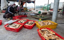 Nghề nướng cá biển vào vụ tết, người làm ngồi bên bếp than hồng từ trưa đến tối