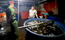 Vụ 3.000 tấn thịt ốc tẩm hóa chất: Vì sao cơ sở tồn tại trong nhiều năm?