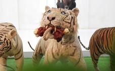 Ngắm tiêu bản nhớ hổ trắng Ngộ Không ở Thảo cầm viên Sài Gòn